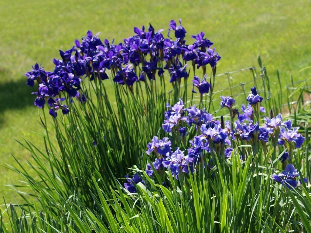 Сибирский ирис 🌼: посадка и уход ириса сибирского, сорта, почему не цветет 🌱 Все о посадке и выращивании