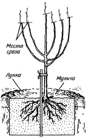 Посадка сливы