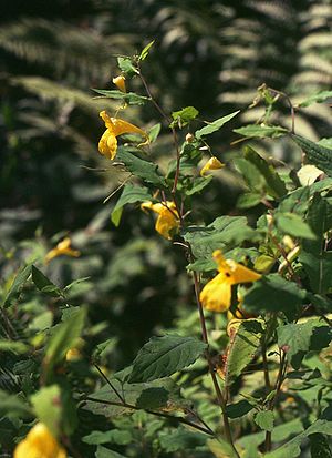 Impatiens noli-tangere 3.jpg