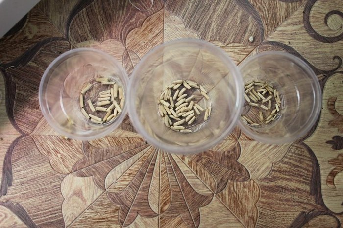 Для замачивания достаточно налить на донышко пластикового стаканчика приготовленный раствор, чтобы он полностью покрыл семена