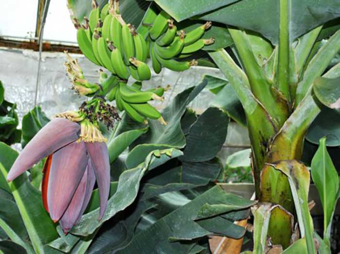 Банан: ботаническое описание