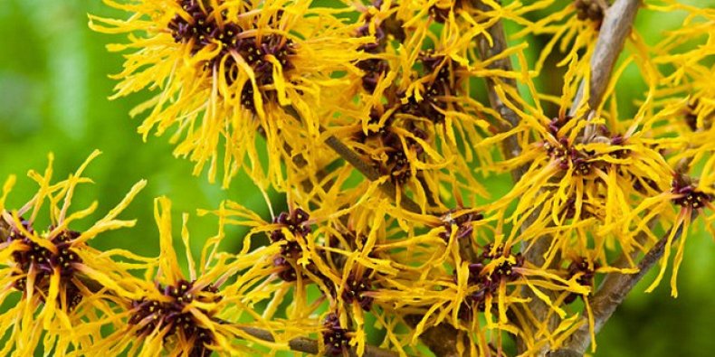 Witch hazel