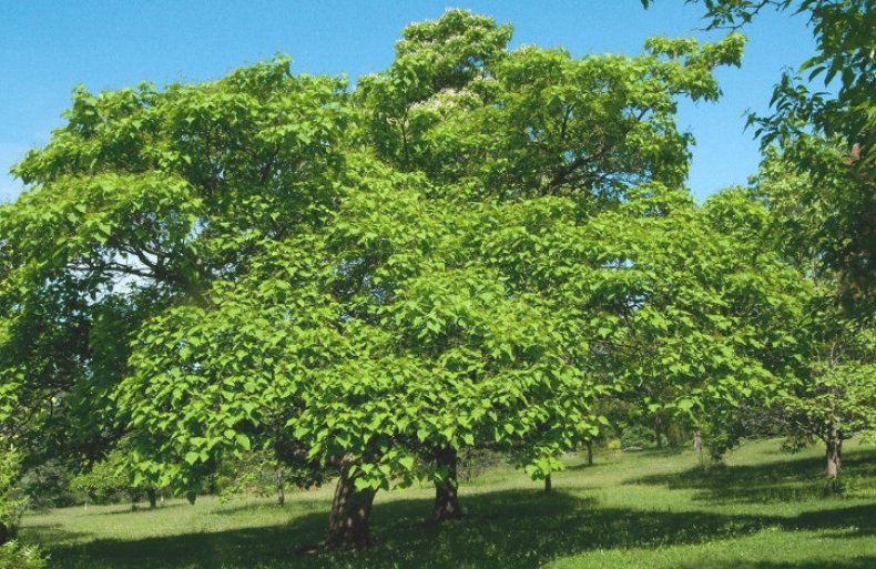 Catalpa bignonioides