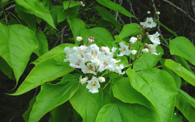 Catalpa speciosa