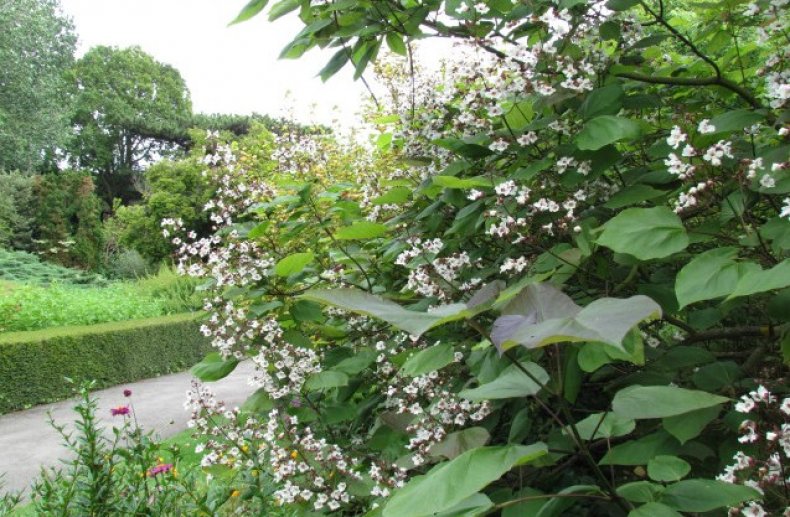 Catalpa fargesii