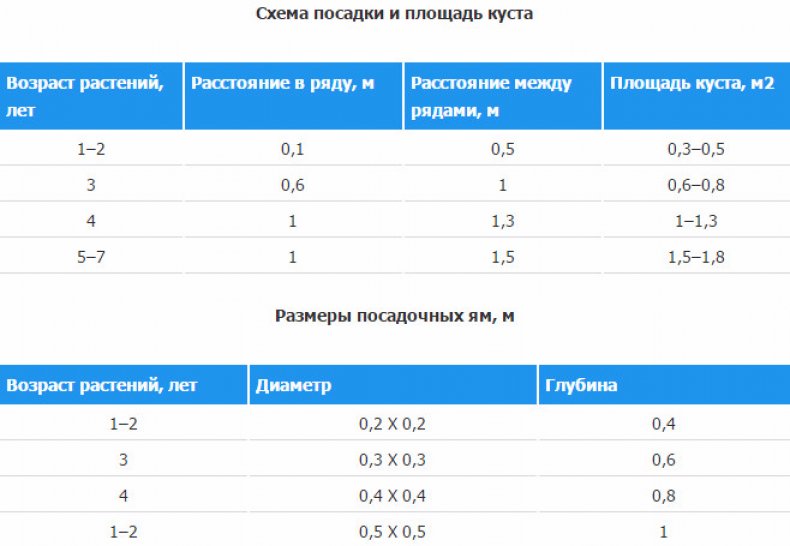 Схема посадки японской айвы