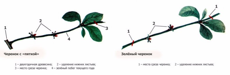 Размножение черенками