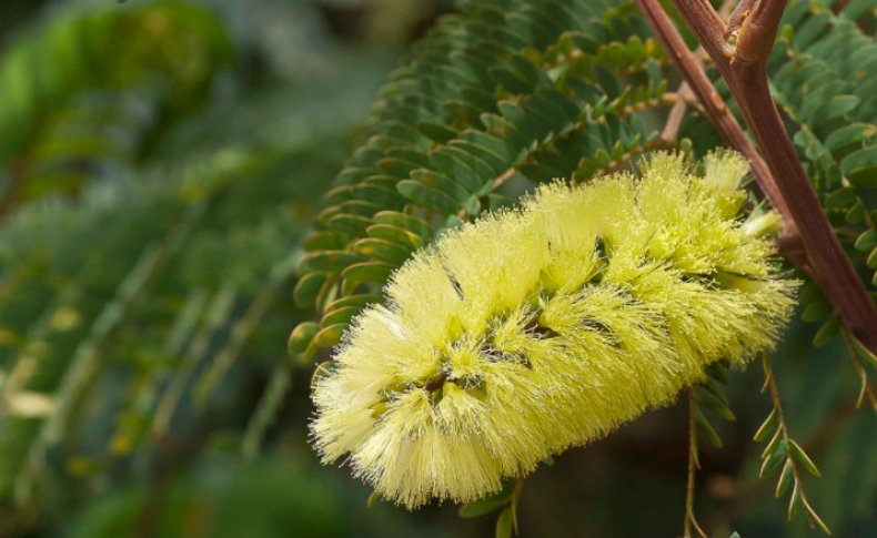 Albizia lophantha