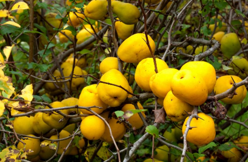 Айва кустовая фото с плодами