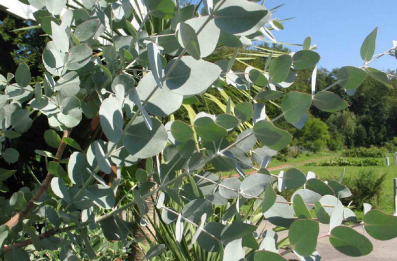 Eucalyptus cinerea