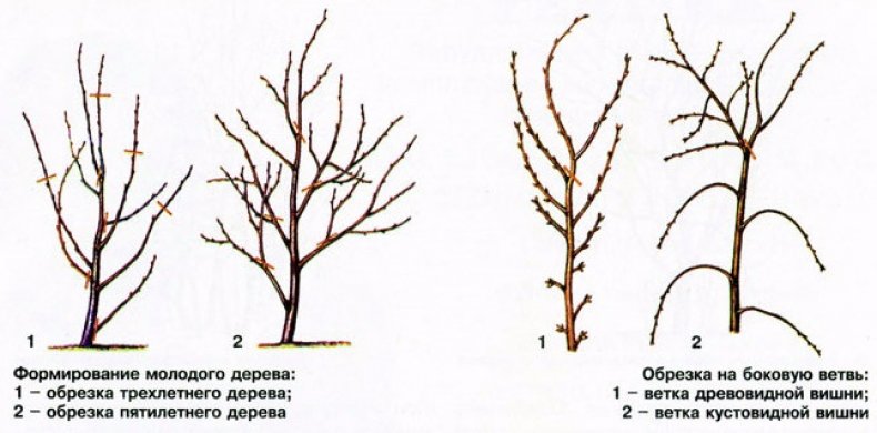 Обрезка вишни