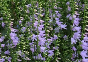Колокольчик Гроссека (Campanula Grosseki)