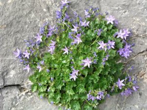 Колокольчик продырявленный (Campanula Fenestrellata)