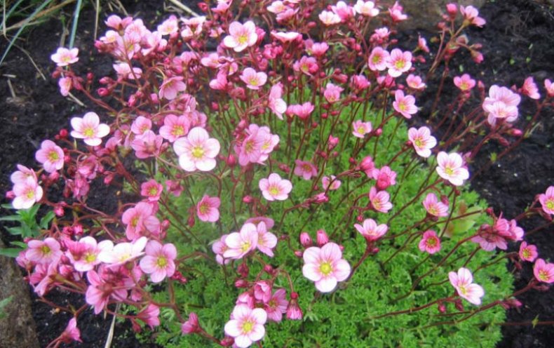 Floral Carpet