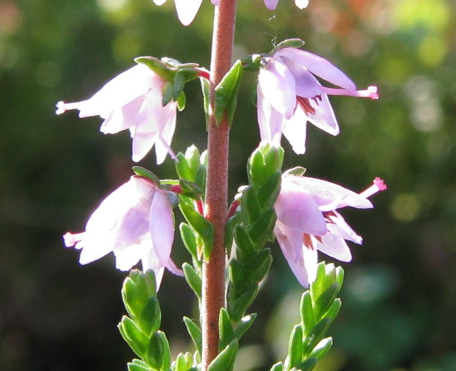 Calluna vulgaris. Описание растения