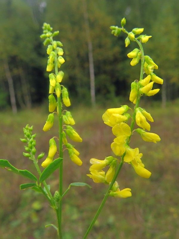 Melilotus officinalis. Донник желтый