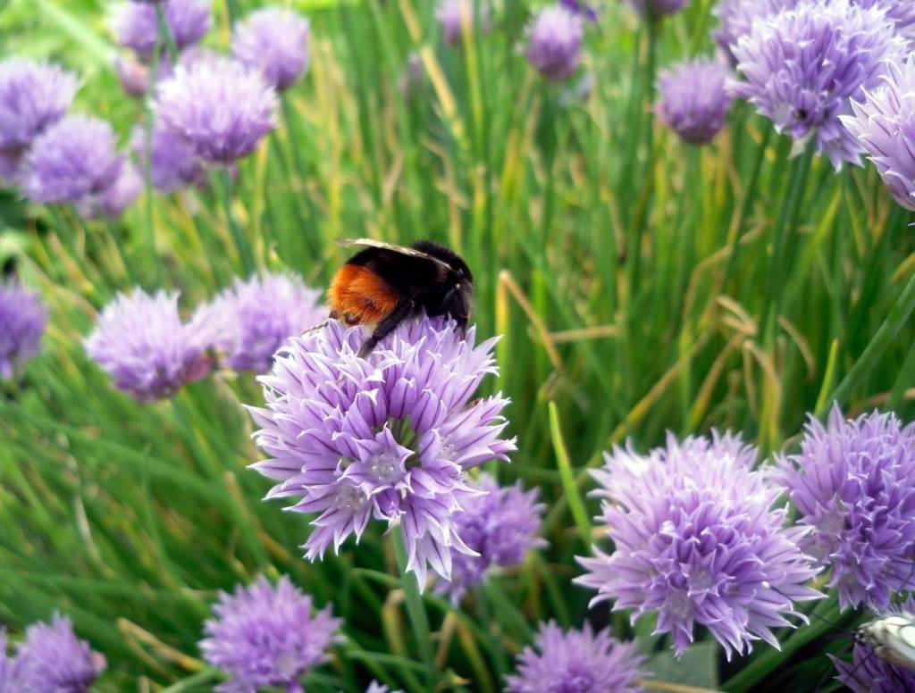 Allium schoenoprasum