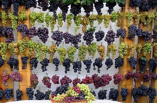 Систематика виноградных сортов