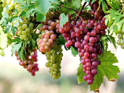 Различные сроки созревания винограда