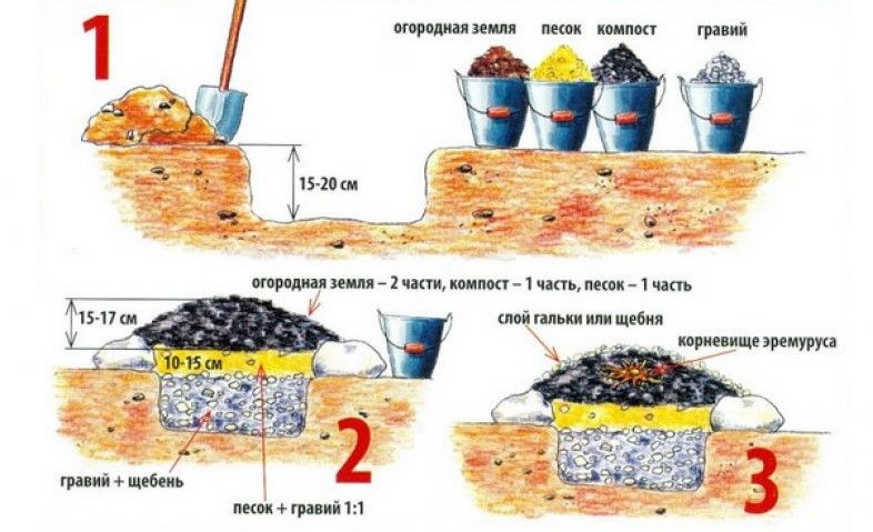 Посадка эремуруса