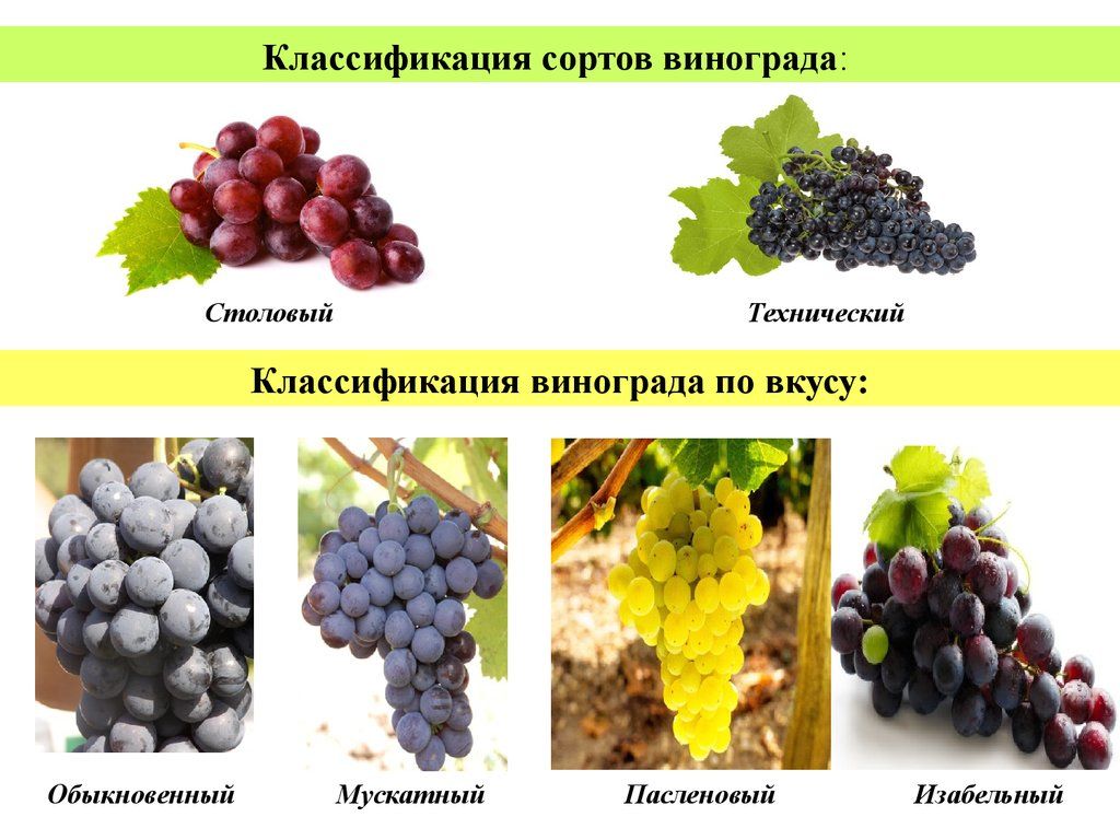 Классификация винограда