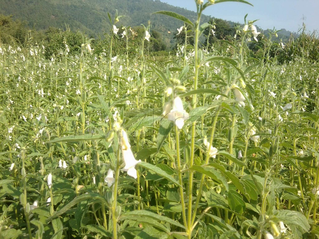 Кунжутное поле