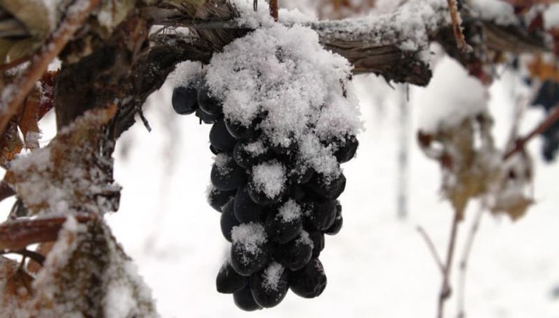 Морозоустойчивость винограда