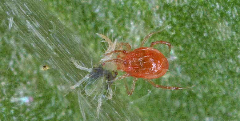 Полезный клещ Phytoseiulus persimilis