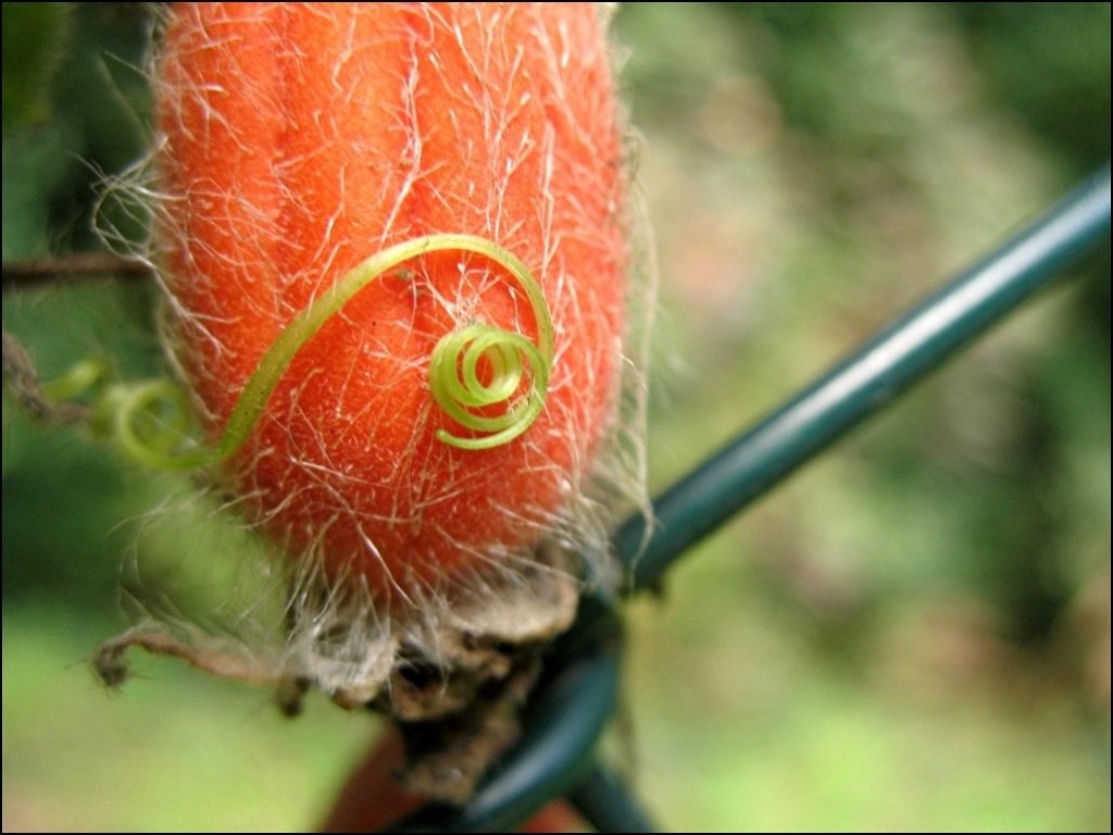 Тладианта сомнительная (Thladiantha dubia).jpg