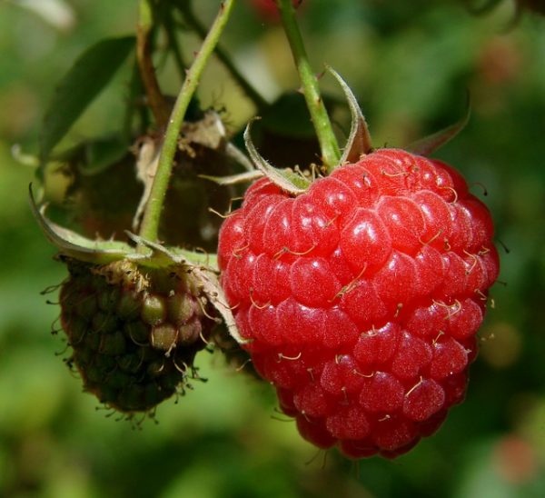 raspberry-582834_640