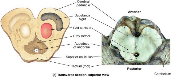 cerebral peduncle. Structure of the cerebral peduncle? Functions of the cerebral pedunclecerebral peduncle. Structure of the cerebral peduncle? Functions of the cerebral peduncle