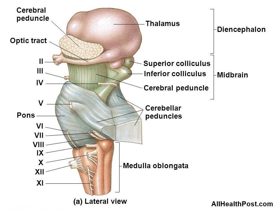 cerebral peduncle. Structure of the cerebral peduncle? Functions of the cerebral peduncle