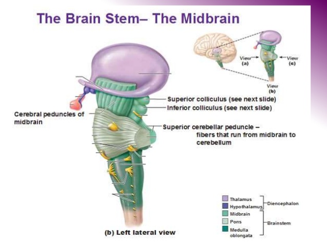 cerebral peduncle. Structure of the cerebral peduncle? Functions of the cerebral peduncle