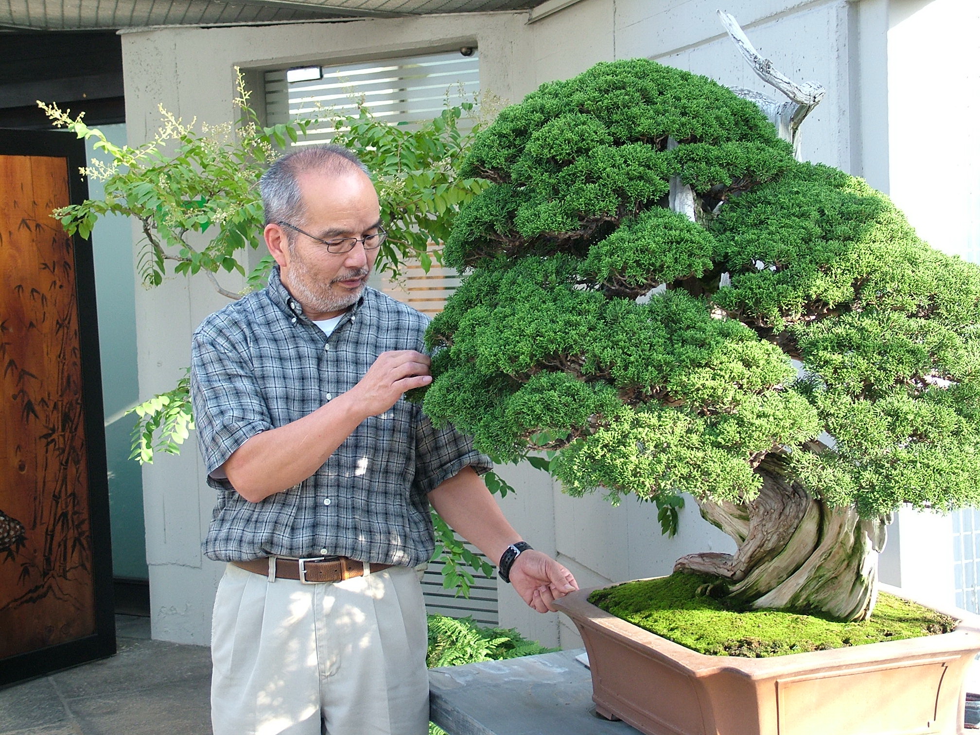 Tree buy. Бонсай Сехин. Бонсай дерево живое. Бонсай Тюхин. Джон Нака бонсай.