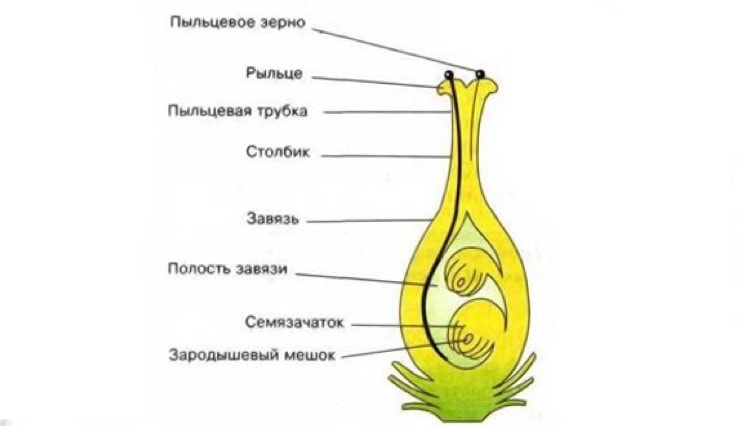 Строение пестика