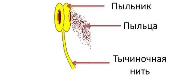 Строение тычинки цветка