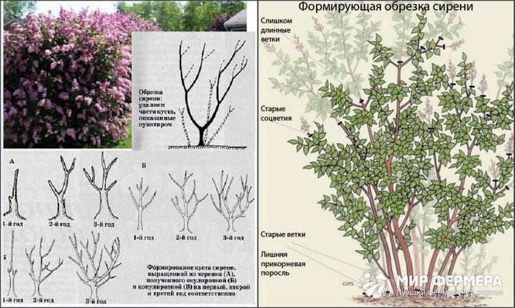 как весной обрезать сирень