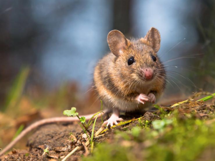 защита сада от мышей