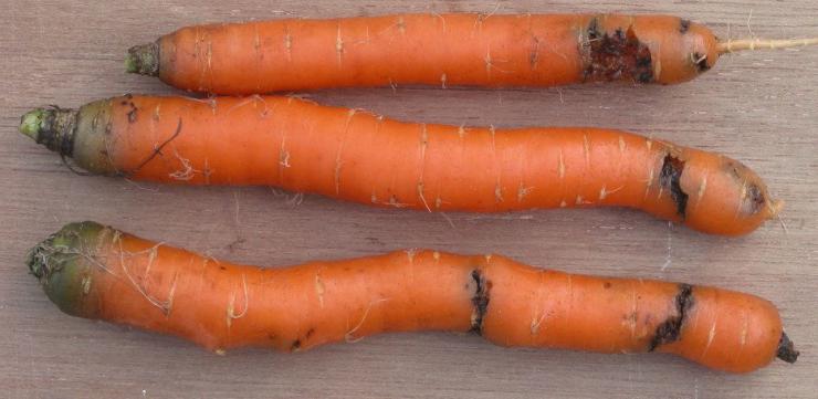 морковная муха как защитить морковь