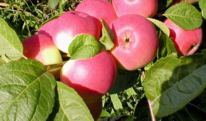 яблоня в сибири