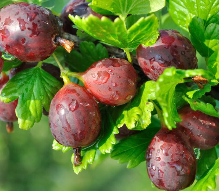 hinnonmaki-red-gooseberry.jpg