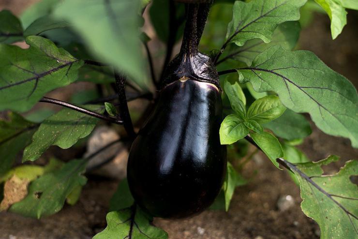 vegetables-black-egg-eggplant-70-days-1_1024x1024.jpeg