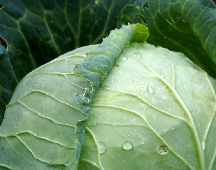 cabbage-971673_960_720.jpg