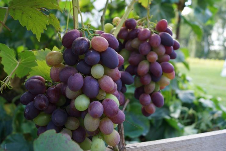 посадка винограда в сибири для начинающих