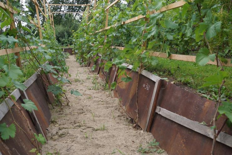 посадка винограда в траншеи в сибири