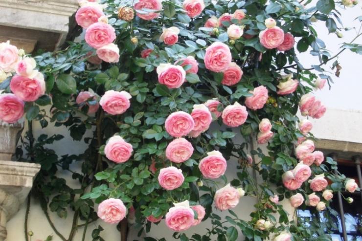 как правильно укрыть плетистую розу на зиму