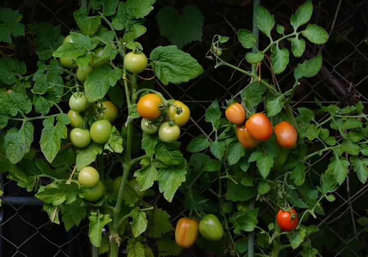 томаты по митлайдеру