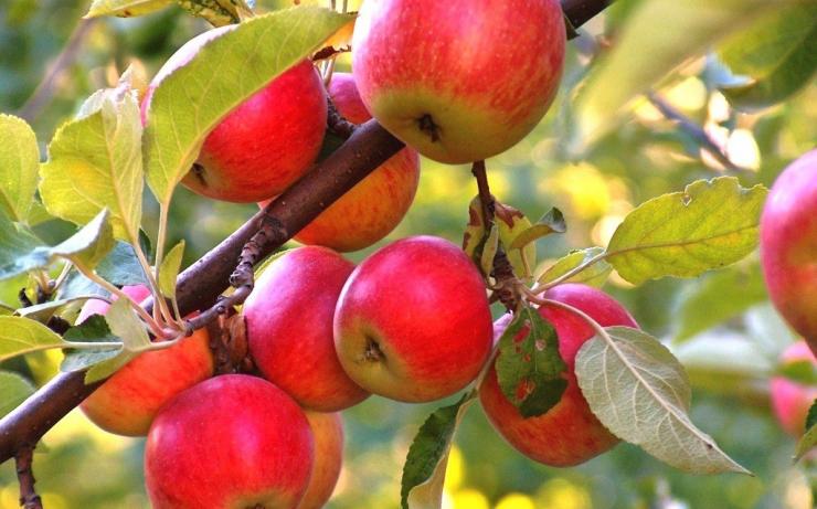 нехватка кальция для яблони