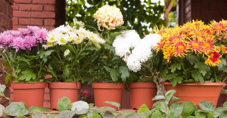 условия выращивания комнатной хризантемы