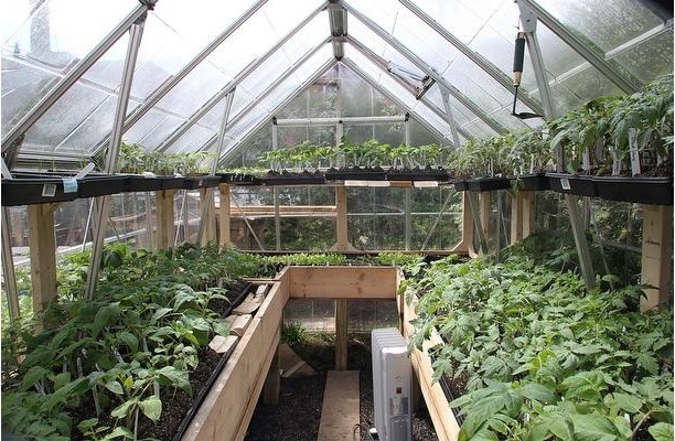 как вырастить совместные посадки овощей в теплице
